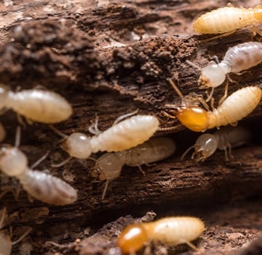 affordable termite control melbourne