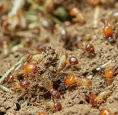 best termite control melbourne