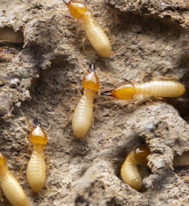 termite inspection services in melbourne